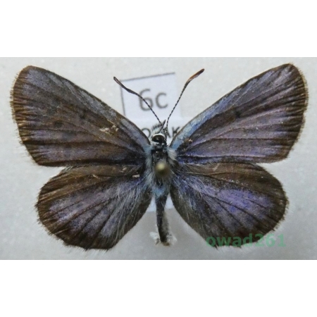 Plebejus idas (Linnaeus, 1761) male Slovakia6c